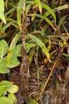 Twistleaf goldenrod